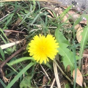 Meet your Posher, Rogelia